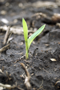 Early-Corn-at-V1-201x300